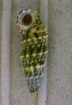 Cerithium lividulum?